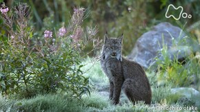 カナダ ノースウッズ バイソン群れる原生林を行く