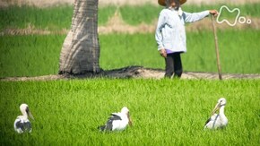 タイの里山 スキハシコウ 大集団の子育てを追う