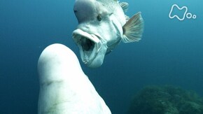 日本海 佐渡 巨大魚激突!命輝く海藻の森