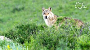 命輝くモンゴルの夏 オオカミの子どもが躍動 幻のゴビヒグマに挑む