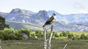 ポルトガルの秘境 渓谷に巨鳥舞い オオカミが駆ける