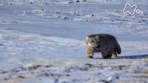 地球大劇場!アジア 生命のワンダーランドを巡る