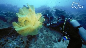 熱帯の国 パプアニューギニア 精霊宿る秘境の海に迫る