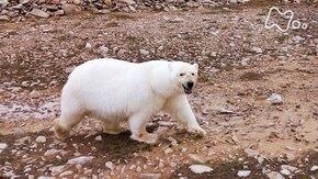 カナダ北極圏 ホッキョクグマ 氷なき海を生きる