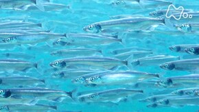カナダ ニューファンドランド島 カラフトシシャモ 謎の大産卵を追う