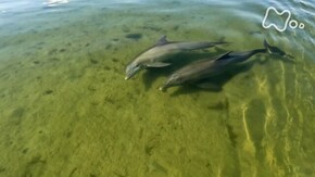 フロリダ半島 イルカとマナティー 蒼(あお)い海と神秘の泉に3つの謎を追う