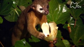 植物たちの地球 つながり育む緑の星