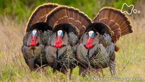 国際共同制作 THE MATING GAME 生命の挑戦 恋する生きものたち 陸の世界