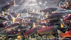 国際共同制作 THE MATING GAME 生命の挑戦 恋する生きものたち 水の世界