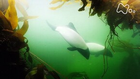 南大西洋 フォークランド諸島 謎のパンダイルカ 大集結を追う!