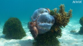 オーストラリア南東部の海 奇想天外!タコ 知られざる求愛戦略