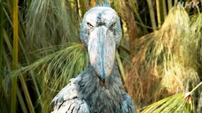 アフリカ南部の水辺 怪鳥ハシビロコウ 謎の子育てを追え
