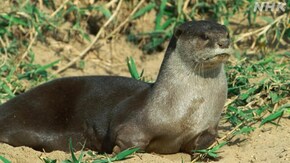 SP 南インドの水辺 私のカワウソ日記