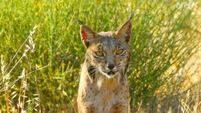 スペイン南西部 陽光の大地を駆ける!幻のスペインオオヤマネコ