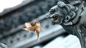 スペシャル Hidden Japan 知られざる日本の自然 第1集 古の都 縁が生み出した命の聖域