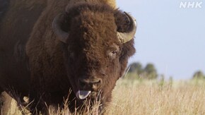 北米イエローストン よみがえる草原の守護者 バイソン