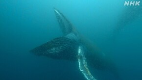SP 南アフリカ 世界初!巨大クジラ300頭 海に響く歌の秘密