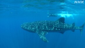 よみがえる感動 「カリブ海 ジンベエザメ/アリューシャン列島 巨大クジラ」