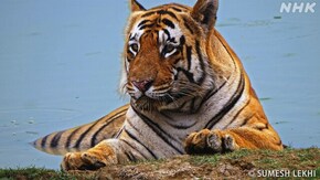 インド タドバの森 トラ王国 母たち運命の選択