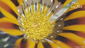 「フラワー・パワー ~花が地球を“征服”できたワケ~」