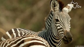 「シマウマ 最強のサバイバー」