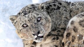「ユキヒョウ ~“山の精霊”を追って~」