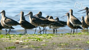 渡り鳥を守れ!大移動1万キロの危機