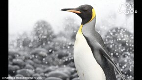生命の躍動 太陽をめぐる生き物たちの12か月