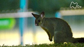 魔法の国の生き物たち~オーストラリアの大地で~