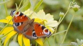 チョウが人類を救う? ~小さな体に秘めた驚きのパワー~