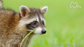 アライグマ 子どもたちのサバイバル