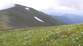 「谷川連峰 平標山~雪が育むお花畑~」