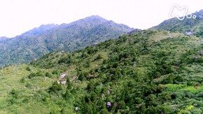 「屋久島 宮之浦岳~黒潮洗う 世界遺産の森~」
