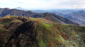色づくブナの天然林~白神山地~
