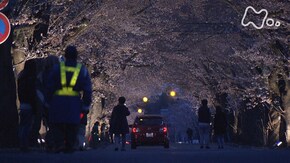 「夜の森 桜のトンネルで」