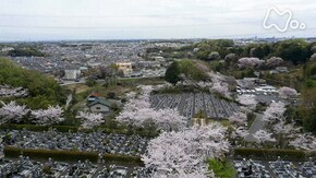 「樹木葬 桜の下のあなたへ」