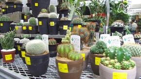 「園芸専門店 花と緑と幸せと」