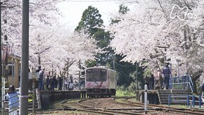 「能登半島 桜咲く無人駅で」