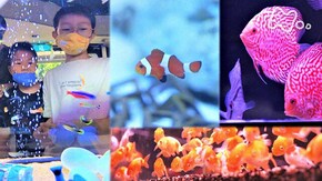 「巨大熱帯魚店 小さな命のある暮らし」
