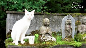 「福井 “ねこ寺”に招かれて」