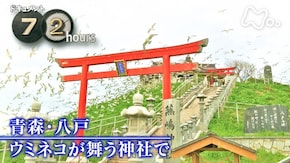 青森・八戸 ウミネコが舞う神社で