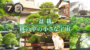 盆栽 鉢の中の小さな宇宙