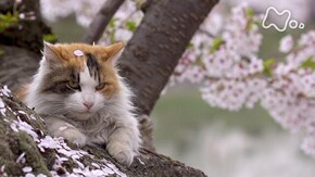 「津軽の四季」(前編)