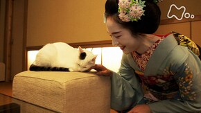 「京都の四季 プロローグ」
