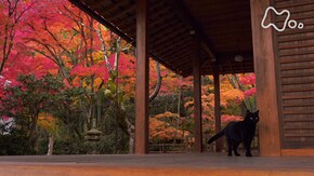 「京都の四季」