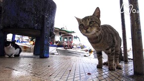 「クレタ島」