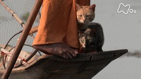 「ミャンマー」