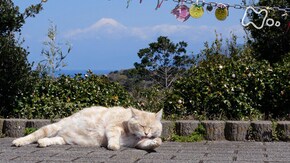 「富士・静岡」