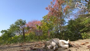 「讃岐・香川」