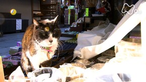 「東京 下町の匂いの中で」